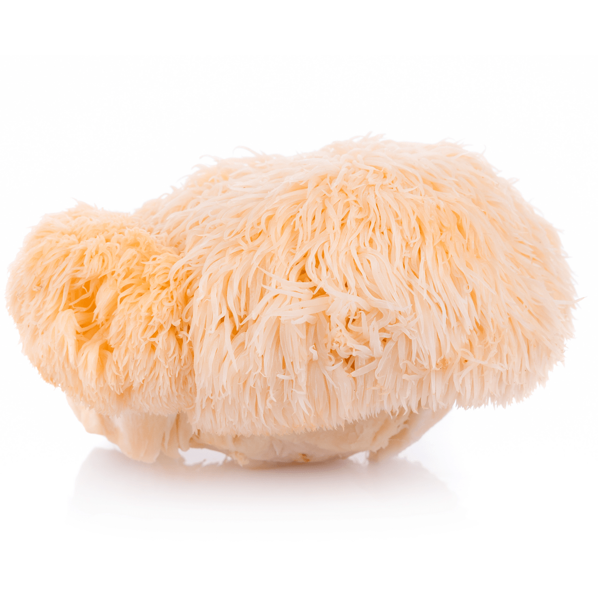 Kit : 2 Extratos Juba de Leão e 2 Extratos Cordyceps: Foco e Energia