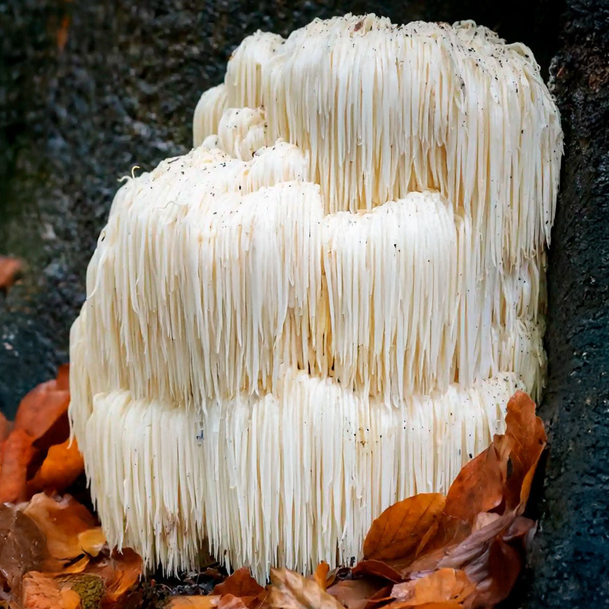 Mais Foco: Extrato de Cogumelo Juba de Leão – 30ml