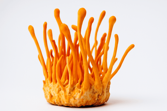 O Poder do Cordyceps: Como Este Cogumelo Pode Melhorar Seu Desempenho Físico - Botanicca Brasil