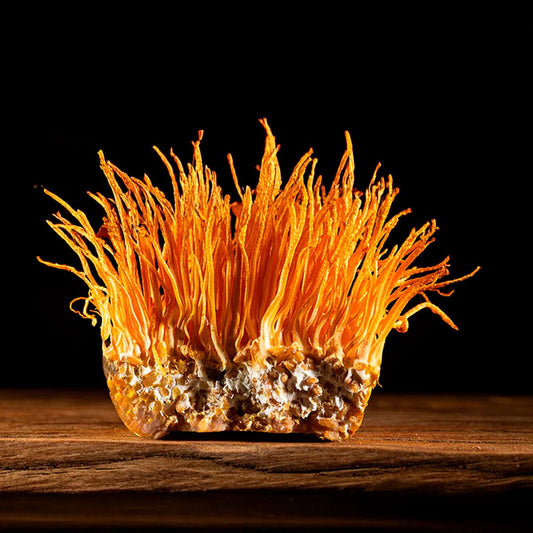 Guia Completo: Benefícios do Extrato de Cogumelo Cordyceps (Cordyceps sinensis) para a Saúde - Botanicca Brasil