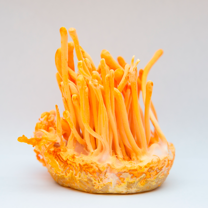 Kit Promocional: 2 Extratos Juba de Leão e 2 Extratos Cordyceps