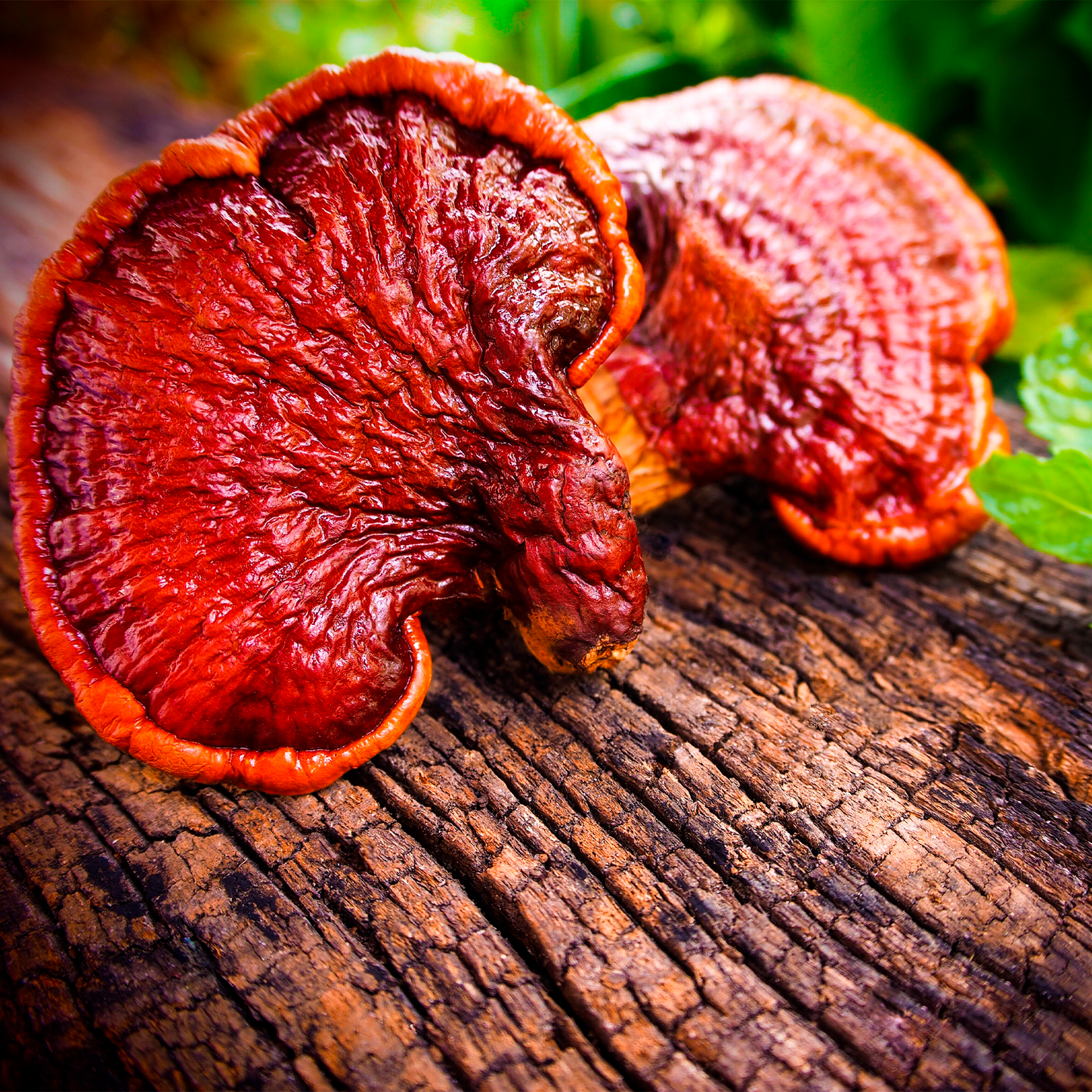 Relaxe: Extrato de Cogumelos Reishi - 30ml
