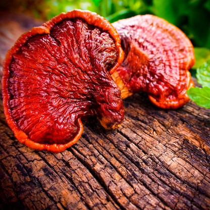 Relaxe: Extrato de Cogumelos Reishi - 30ml